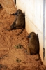 Guinea Baboons - Yorkshire Wildlife Park