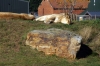 Lions - Yorkshire Wildlife Park