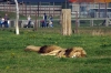 Lions - Yorkshire Wildlife Park