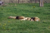 Lions - Yorkshire Wildlife Park