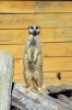 Meerkats - Yorkshire Wildlife Park