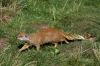 Mongoose - Yorkshire Wildlife Park