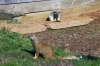 Mongoose - Yorkshire Wildlife Park