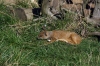 Mongoose - Yorkshire Wildlife Park