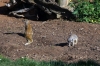 Mongoose - Yorkshire Wildlife Park