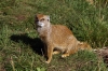 Mongoose - Yorkshire Wildlife Park