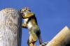 Squirrel Monkey - Yorkshire Wildlife Park