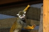 Squirrel Monkey - Yorkshire Wildlife Park