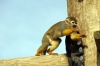 Squirrel Monkey - Yorkshire Wildlife Park