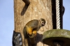 Squirrel Monkey - Yorkshire Wildlife Park