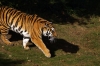 Tiger - Yorkshire Wildlife Park