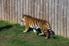 Tiger - Yorkshire Wildlife Park