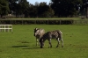 Zebra - Yorkshire Wildlife Park