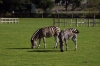 Zebra - Yorkshire Wildlife Park